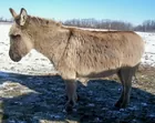Minature Donkey