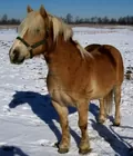 Purebred Haflinger
