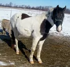  Purebred Tennessee Walker
