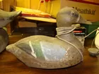 Duck Decoy