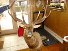 Elk Mount