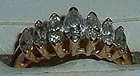 MARQUIS DIAMOND RING A KLEINS AUCTION