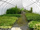 24' x 125' greenhouse
