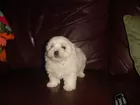 Maltese Puppy AKC has 2 rounds of shots.