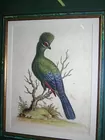 George Edwards engraving