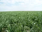 200 Acres Grove County, KS Dryland