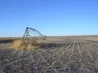 151 Acres Clay County Farmland