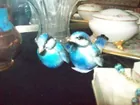 GOEBLE BIRDS- SALT AND PEPPER