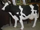 Fiberglass Life Size Cow