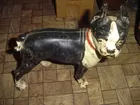 Cast Iron Bulldog