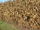79 Acres of Farm Land