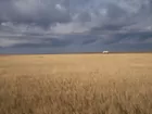 296.93+/- Acres Logan County, Kansas Land