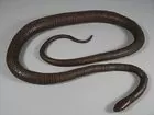Myochin School Snake 