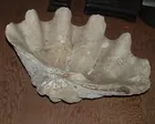 Vintage Seashell 24 inch Diameter