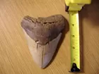  megalodon shark tooth