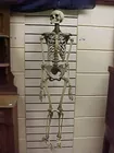 I.O.O.F. Ritual skeleton