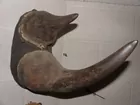 Black Rhine Horn
