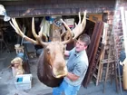 Bull Moose