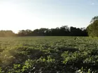 76.95 ACRES