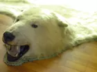 LEGAL Polar Bear Skin Rug