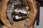 Saddle stand with raccoon
