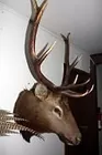 Old elk neck mount