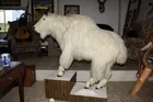 Mountain Goat full body mount