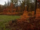 235 acres wooded mountain land hunting no house PA