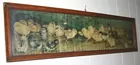 Chick Yard Long
