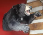 Bear Torso Mount Canadian