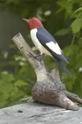 Hazel Tyrrell Woodpecker Bird Carving