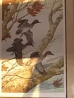 Ducks Unlimited