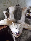 Coyote pelt