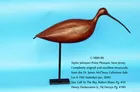 Curlew by Taylor Johnson of Bay Head, New Jersey 