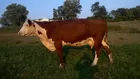 CONSUMER CONFEDENCE BULL SALE