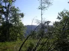 77 Acres of Woodlands