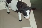 Cow