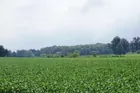 72 acres in NE Warrick County, IN