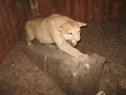 Mounted mountain lion