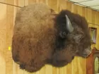 Buffalo shoulder mount