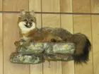 Fox Mount
