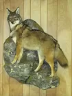Coyote Mount