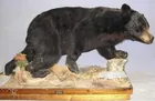 Mounted Black Bear