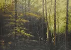 Painting of Trees by Ray Summer