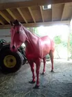 Orig. Red Horse from Hagerstown