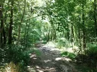 16 Acres on Posey County Line Road