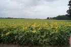 43 Acres of Posey County Farm Land!