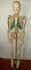 MODEL SKELETON