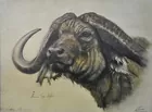 Marty Katon Cape Buffalo, Oil on Board