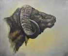 Marty Katon Oil, Cape Buffalo, side view